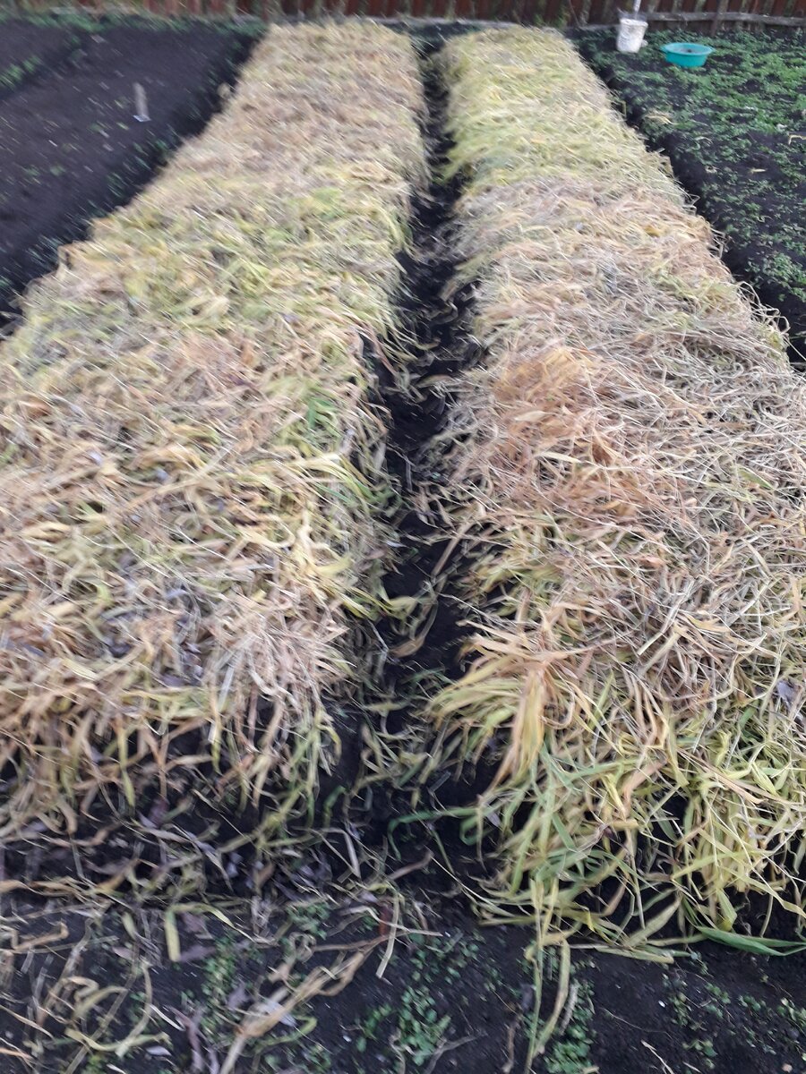 Фото  автора.    ПОЧИТАВ  СТАТЬЮ,     Я   ВПЕРВЫЕ  В  ЖИЗНИ  ПОСАДИЛА  ЛУК  СЕВОК    ОСЕНЬЮ. ИНТЕРЕСНО  ТО,  ЧТО   ВСЁ   СКЛАДЫВАЕТСЯ   КАК   ПО  НОТАМ