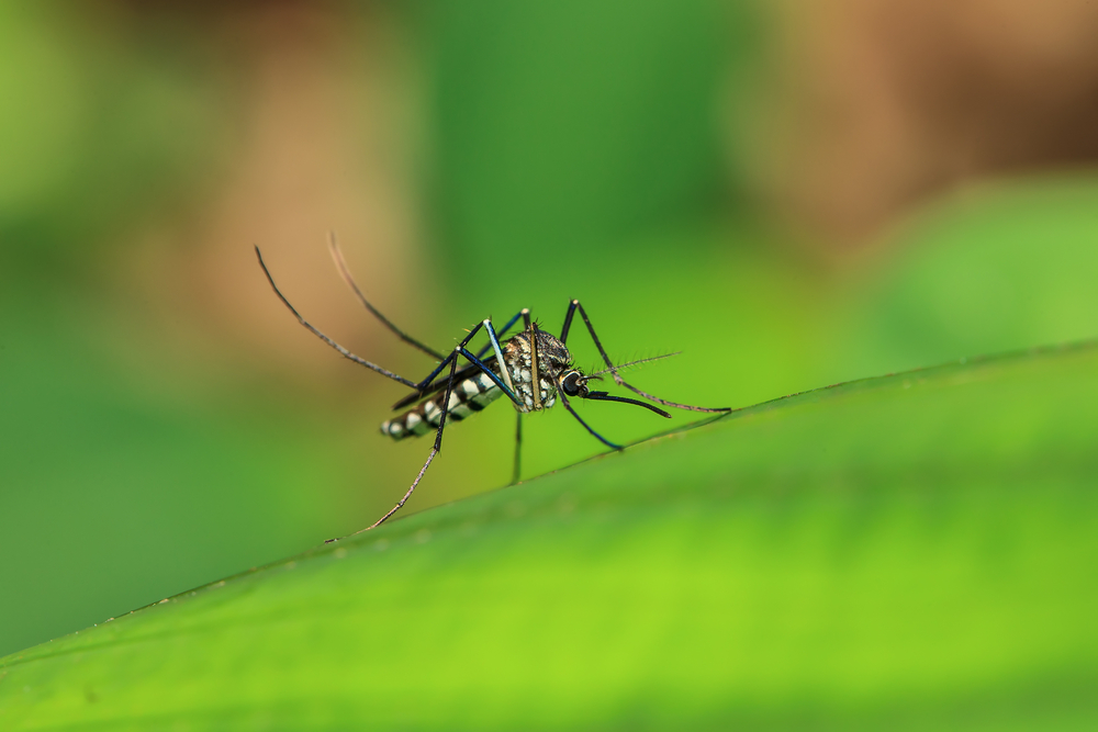 Как защититься от насекомых на даче?
С наступлением лета неизбежно встает вопрос – как защититься от комаров?