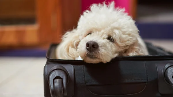 Если все сделать правильно, этот пес останется дома со своей семьей. Источник: istock.com