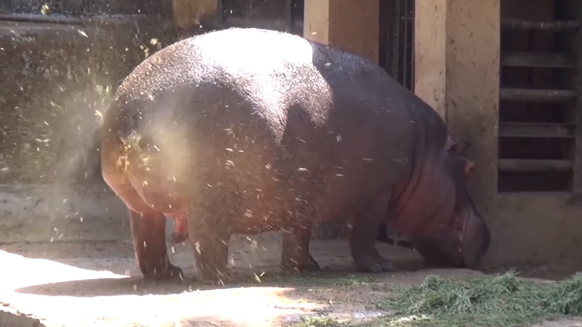 Hippo pooping gif