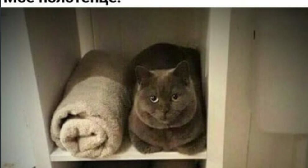 Мемы на сегодня #11