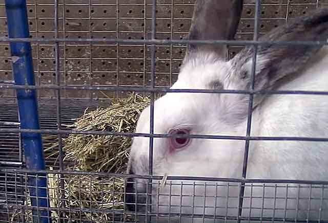 Причины и лечение вздутия живота у кроликов