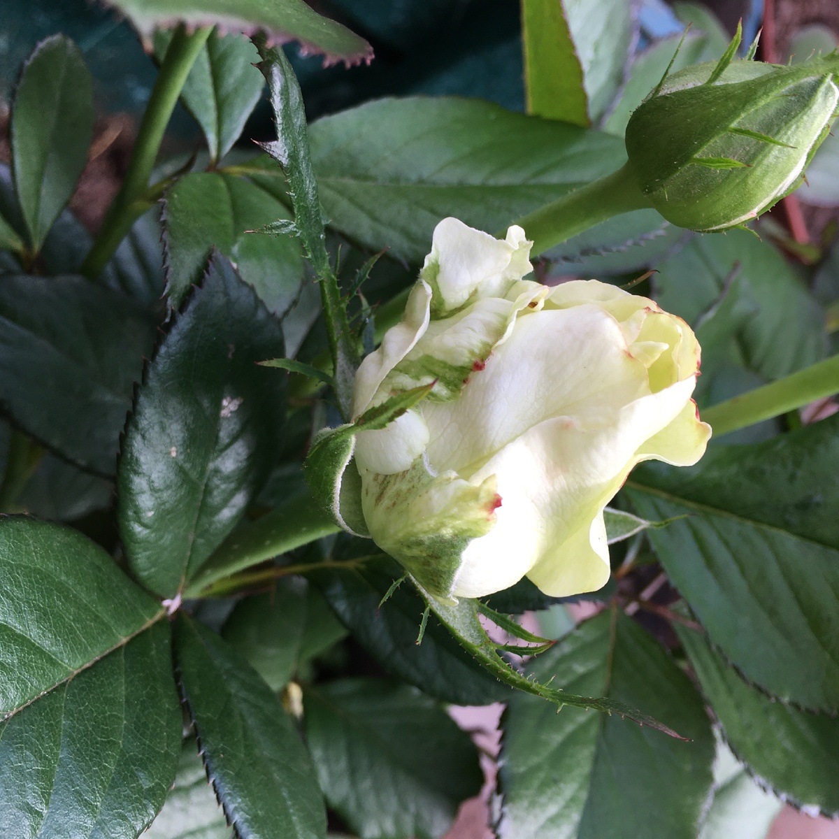 Бутон зеленой розы. Фото автора