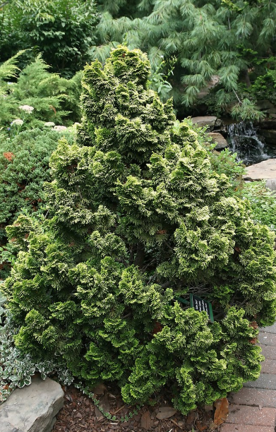 Туя восточная, плосковеточник - Thuja orientalis. Уход за туей (биотой)