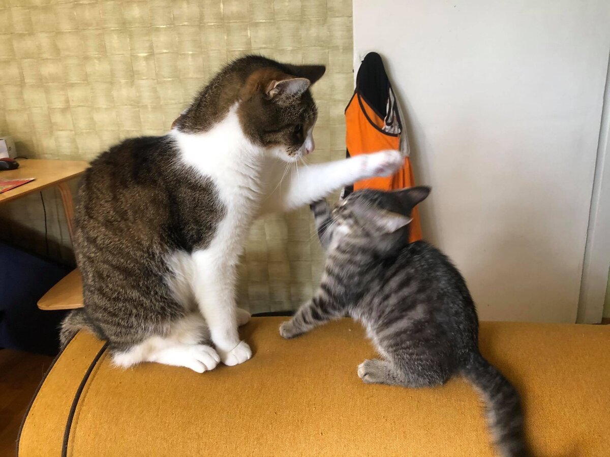 Кош и Фрейр решают, кто тут главный. Молодость подпирает )))