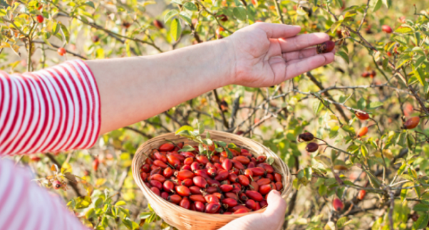 Помимо прочего, шиповник может помочь в борьбе с гриппом, кашлем или проблемами кишечника.