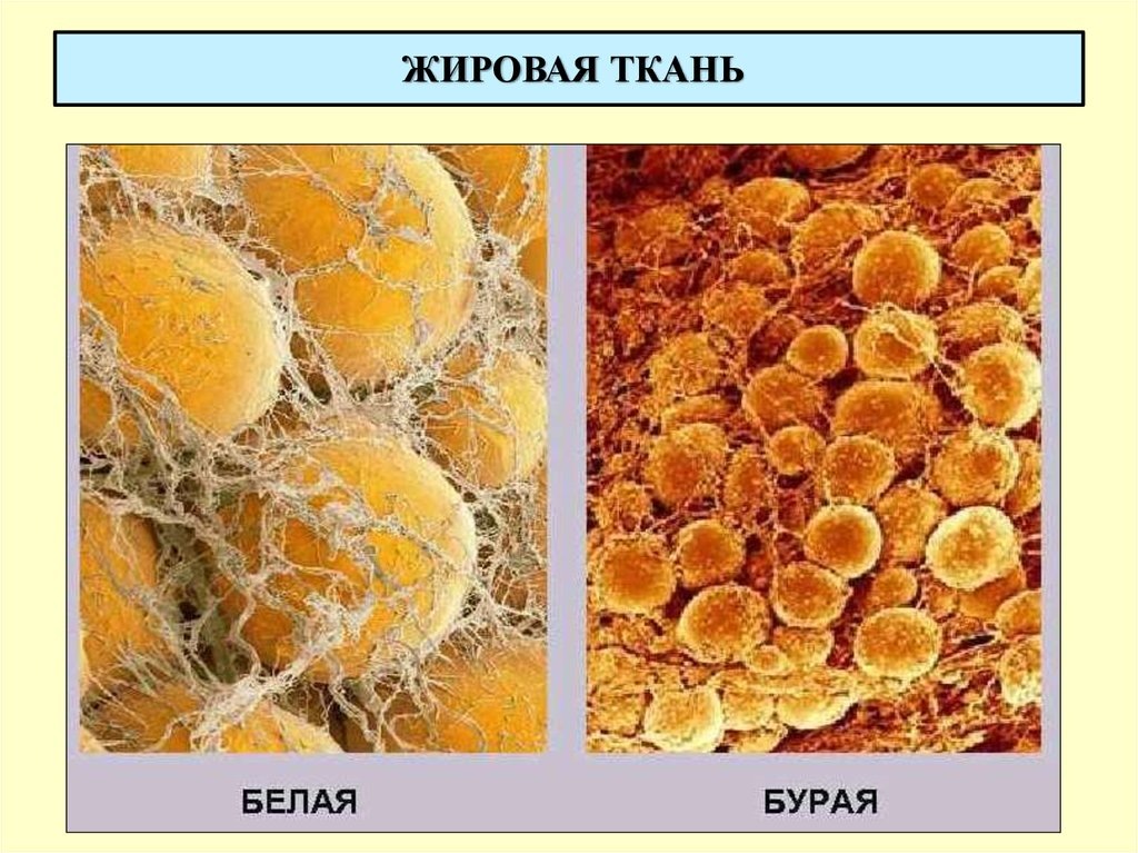 Бурая жировая ткань отвечает за метаболические процессы