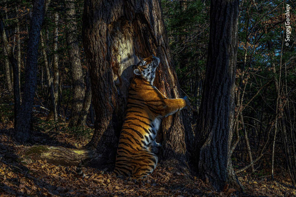© Сергей Горшков (Россия) «Объятия». Победитель Wildlife Photographer of the Year’2020
Nikon Z7 +50mm f/1.8 + система фотоловушек Cognisys | 1/200 с, f/6.3, ISO 250