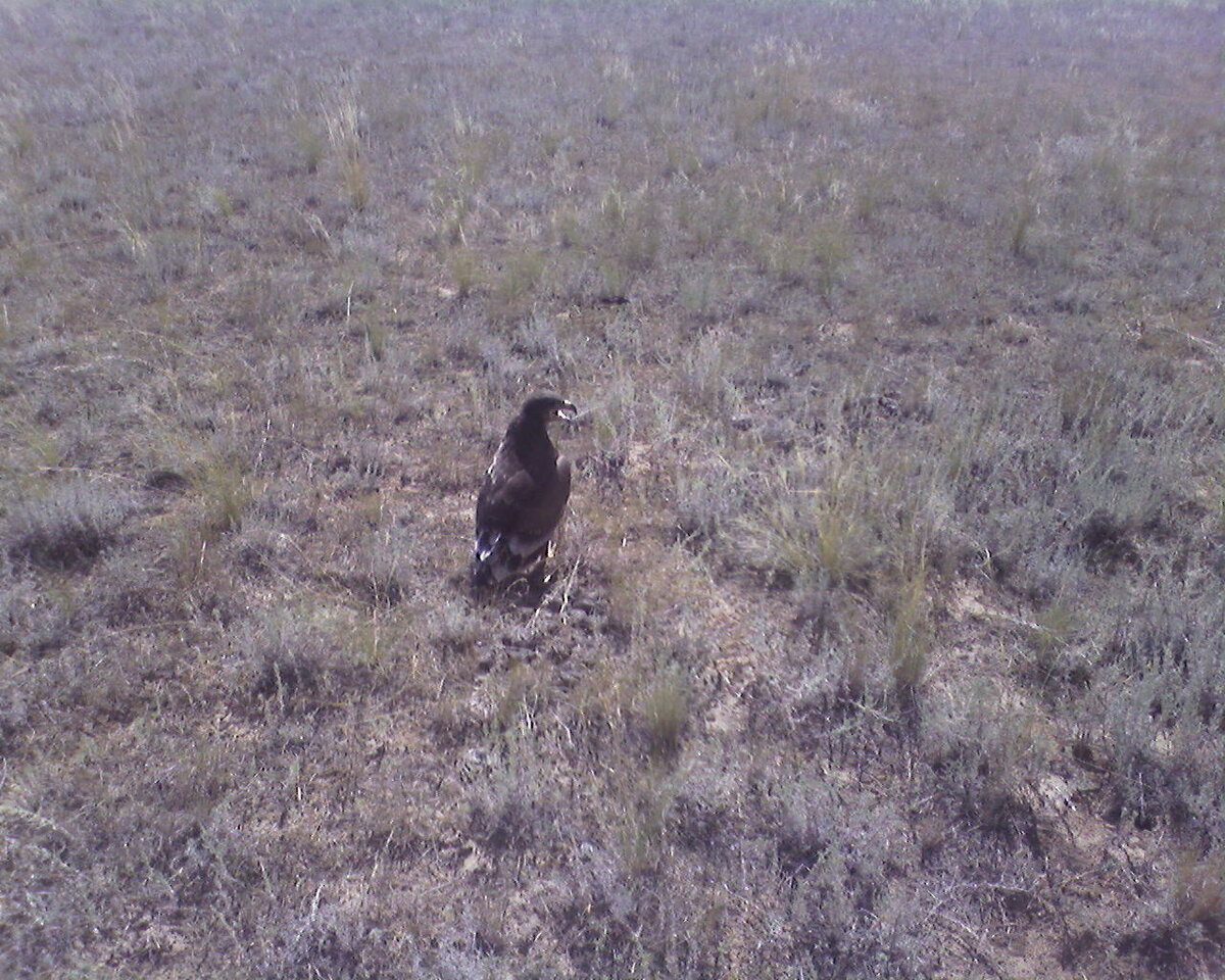 Орел в ойратской степи