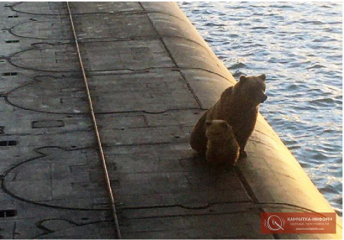 Медведица с малышом за минуту до смерти. 8 ноября 2020 г.