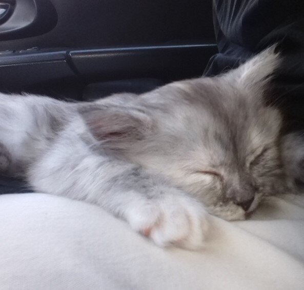 Первый день вместе. Соня едет к нам - в свой будущий дом.