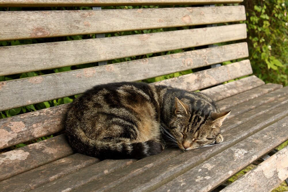 Кот лежит. Кот лежит клубочком. Кот лежит калачиком. Лежачий кот.