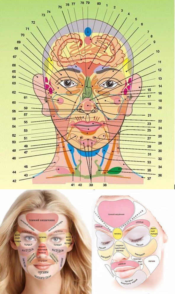 Проекционные зоны организма на лице человека
