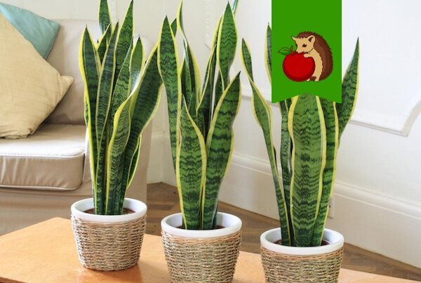 Фото: https://rastenievod.com/wp-content/uploads/2016/09/20.jpg