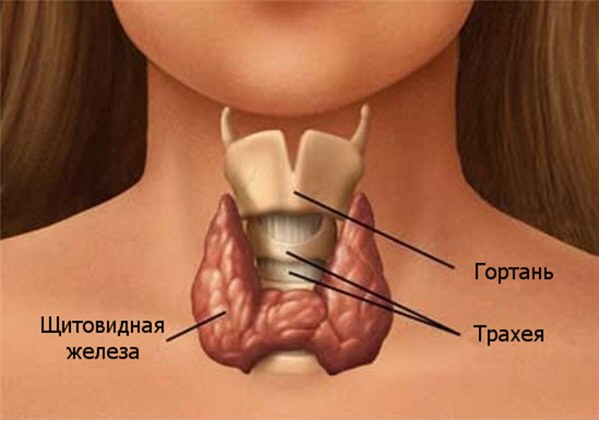 Расположение щитовидной железы