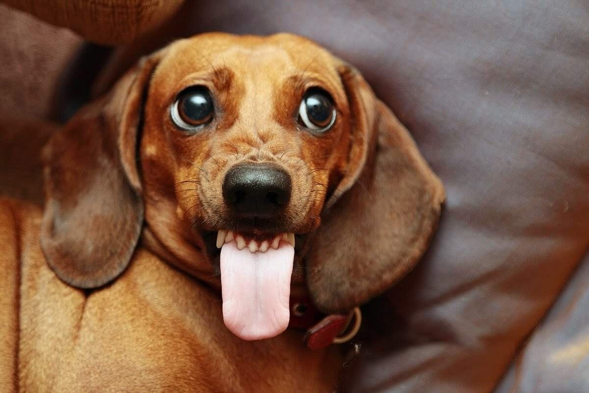 Фото: https://animalreader.ru/vologodskaya-taksa-napala-na-pitbulya.html