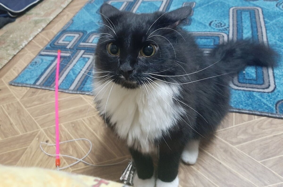 Наш старший кот, Ветер