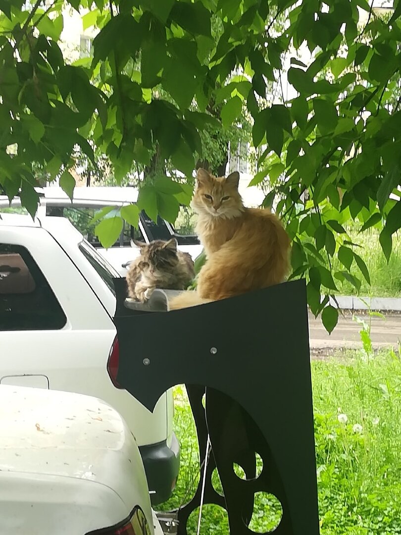 Очень удобная тачка, а  я думала для чего эта штука на машине, оказывается чтобы котики могли с комфортом отдыхать.