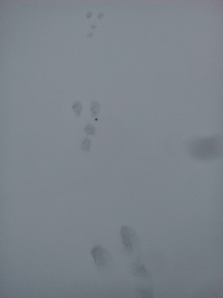 До нас, тут был зайчишка)