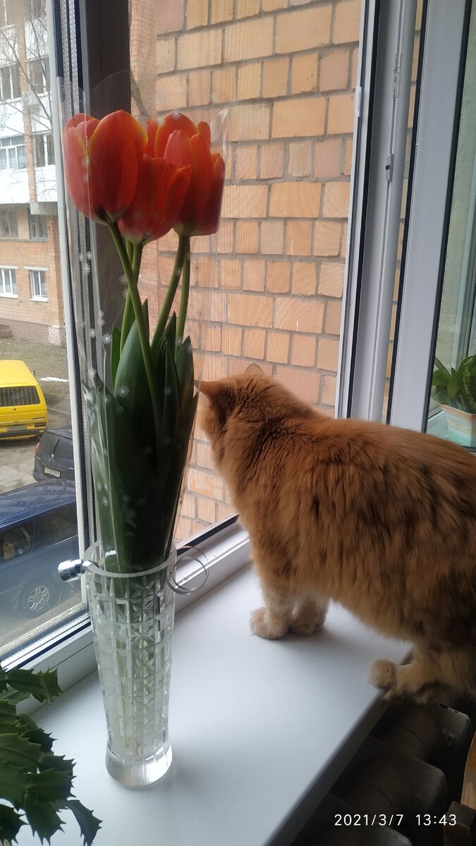 Фото автора. Ничейный кот.