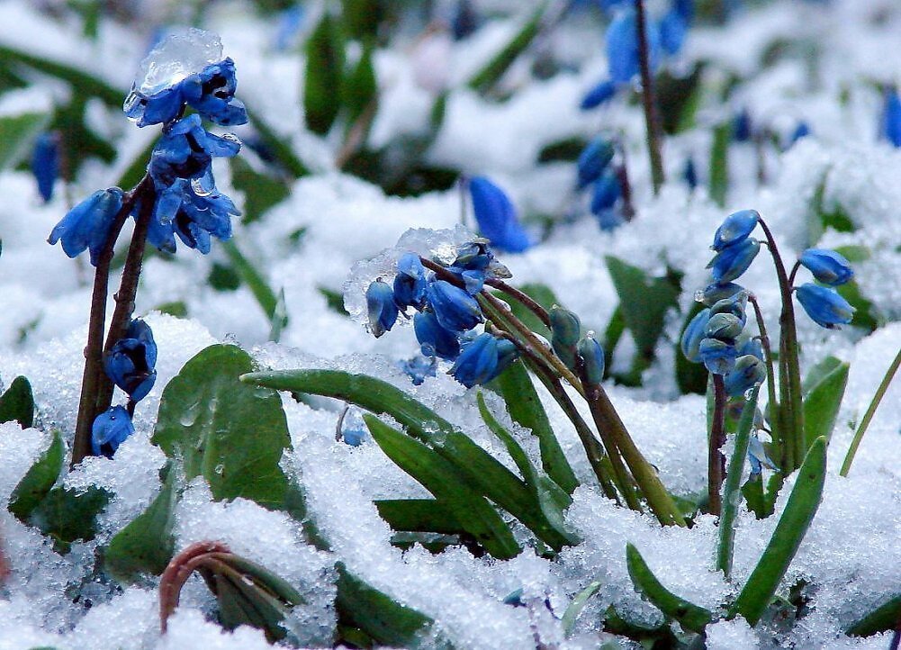 Весенний первоцвет пролеска. Голубые первоцветы пролески. Снежная примула цветок. Первоцветы пролеска снег.