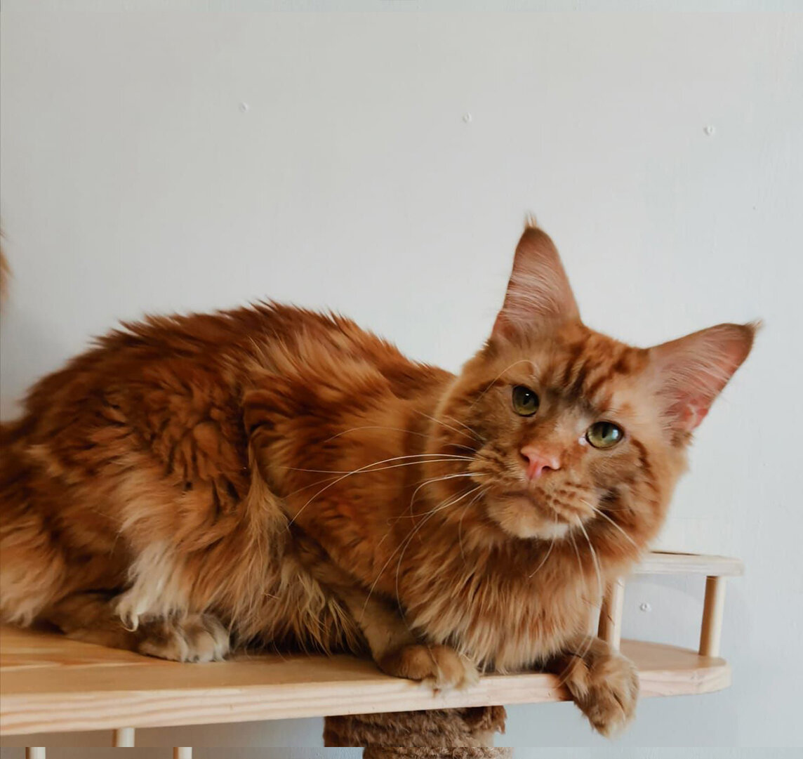 Мартин 1 год