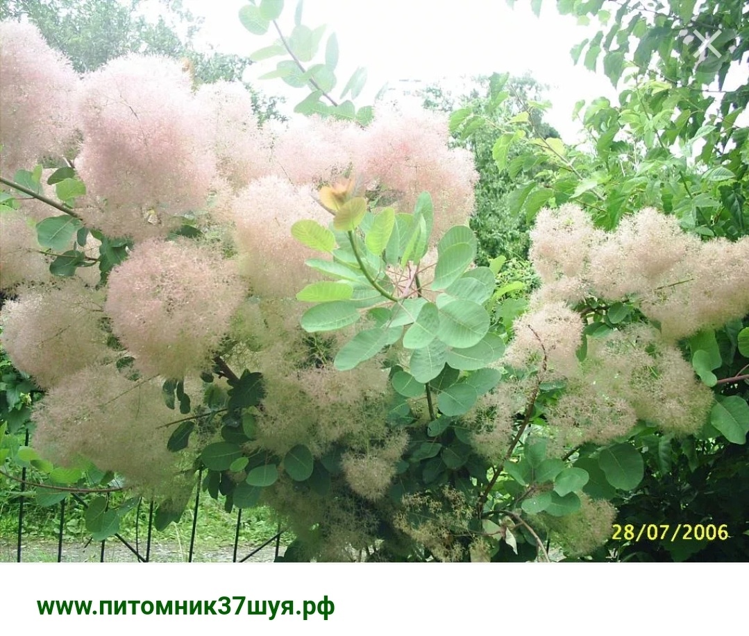 Самые красивые декоративные кусты - что уже растет, и что ищу ...