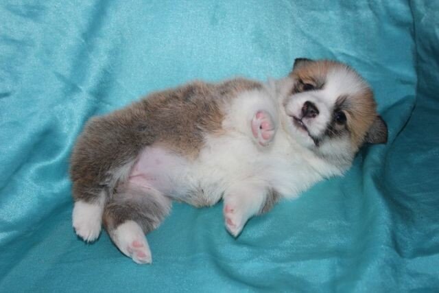 Маленькая Ладушка.