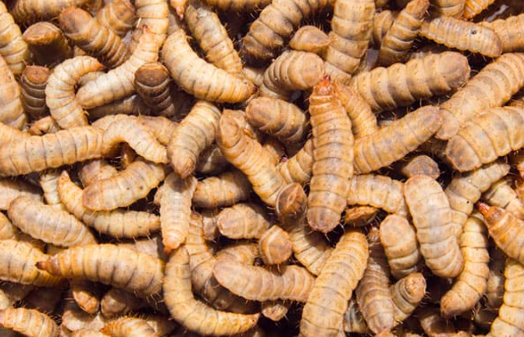 Скажу вам, что зрелище отвратительное!