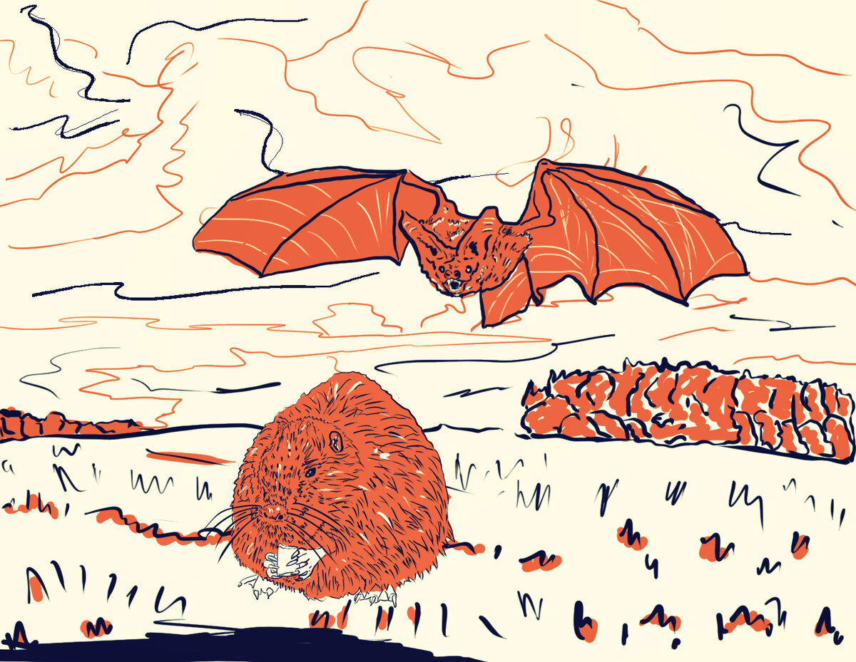 Иллюстрации автора статьи.