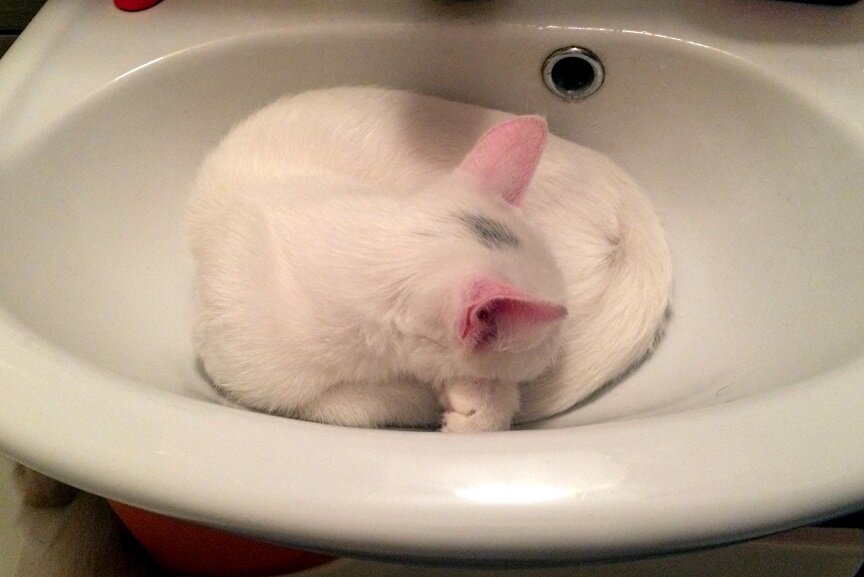 Маленький Патрик спит в раковине. Фото автора