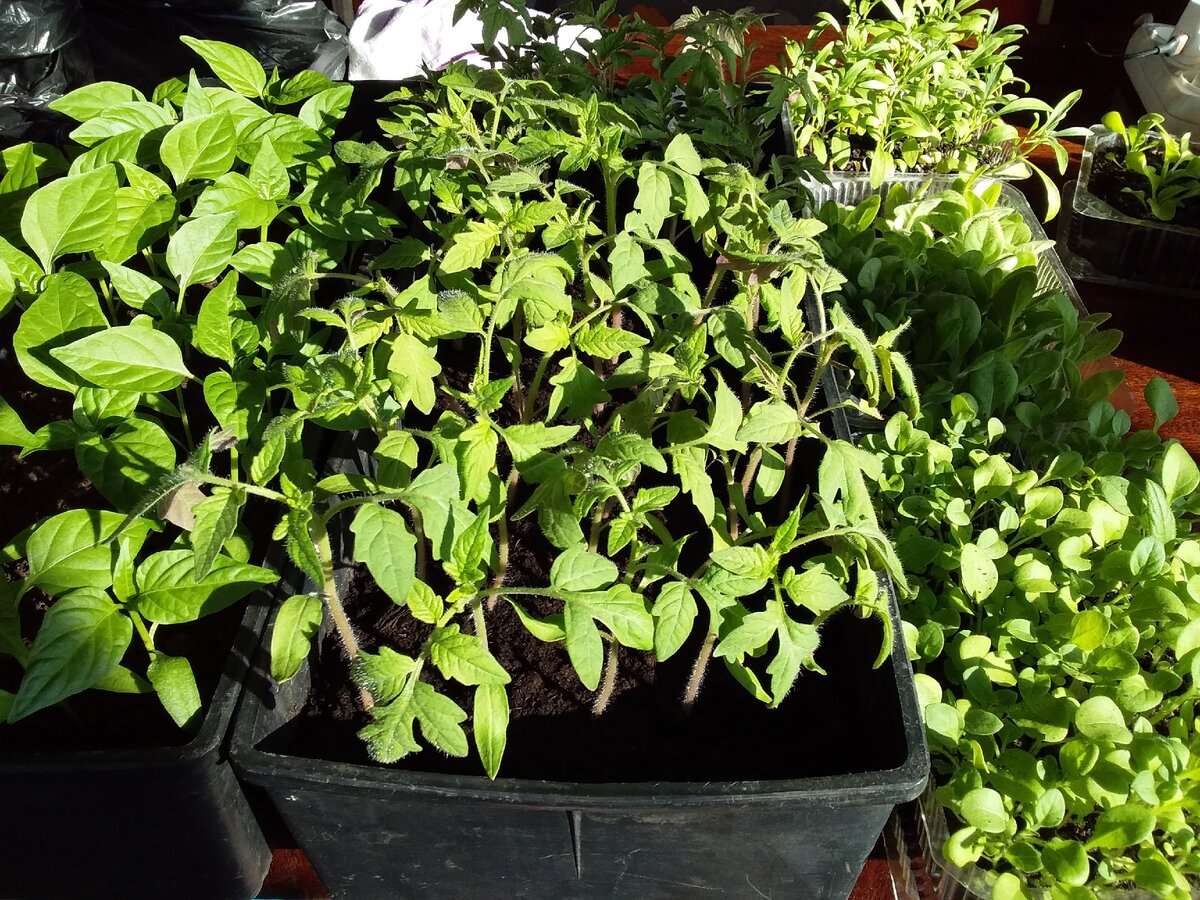 Крепкая рассада томатов, перцев и баклажанов. Листовые пластины крупные, ярко-зеленого цвета.