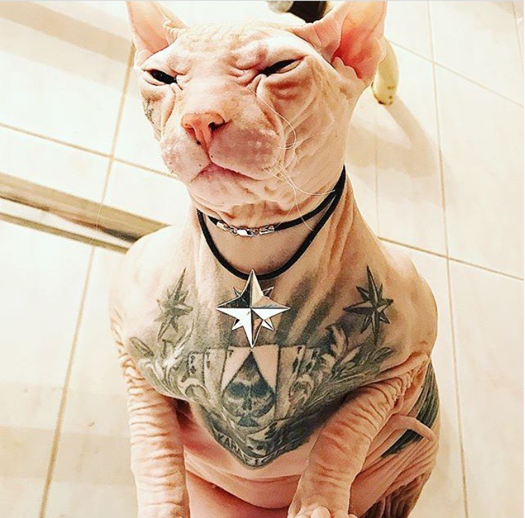 фото: https://www.instagram.com/karafight_bes/