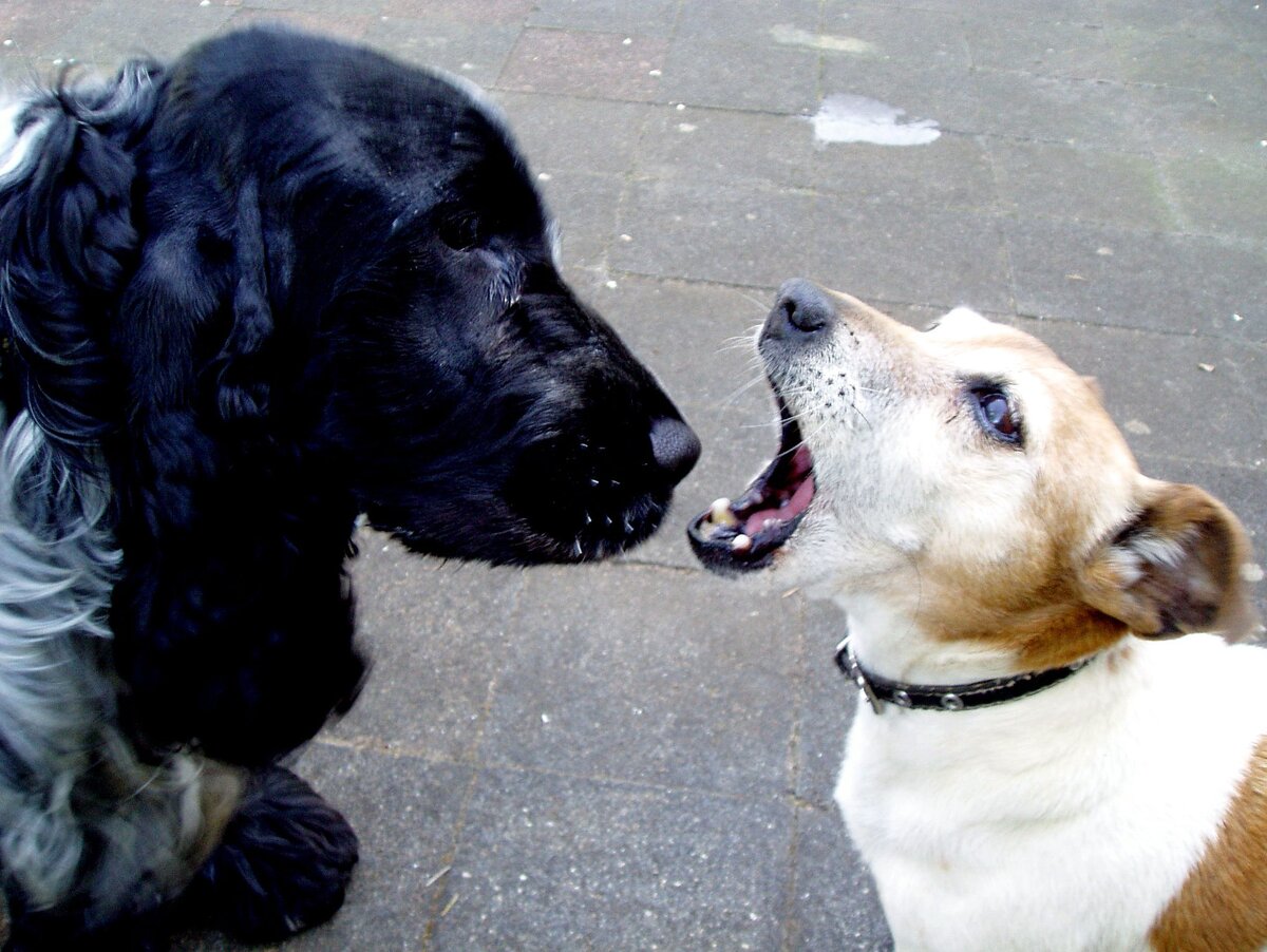 Фото Яндекс картинки