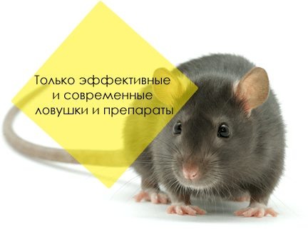 борьба с крысами