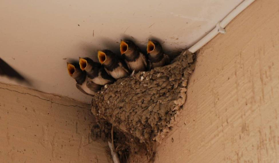 Гнезда птиц в домах. Гнездо деревенской ласточки. Ласточка вьет гнездо под крышей дома. Гнездо ласточки. Гнездо стрижа и гнездо ласточки.