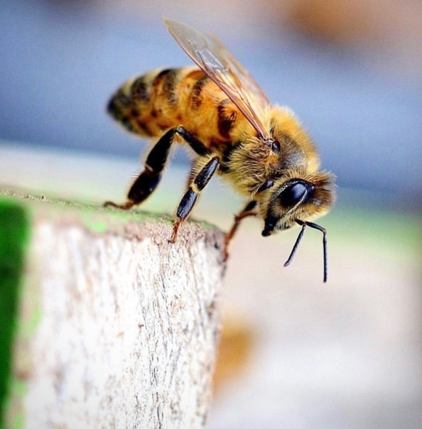 Яндекс. Картинки.