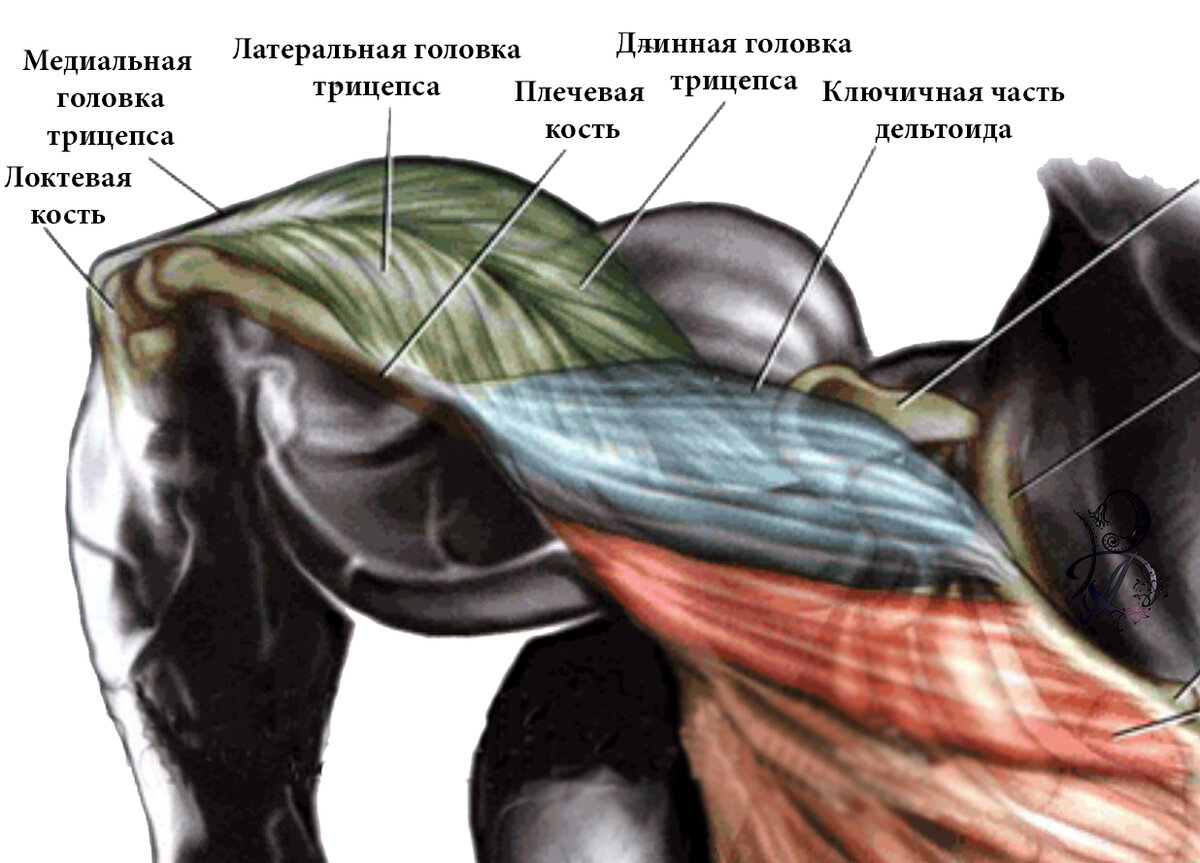 Трехглавая мышца плеча анатомия