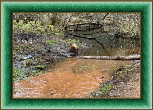 Бобровая заводь. Бобровая заводь. Бобровая заводь. Хатка бобра картинки. Заводь.