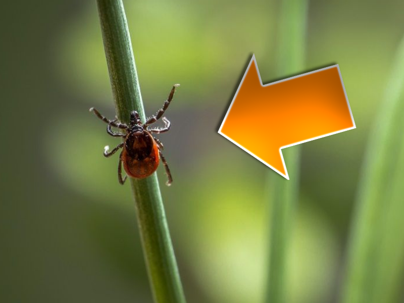 Клещ в траве