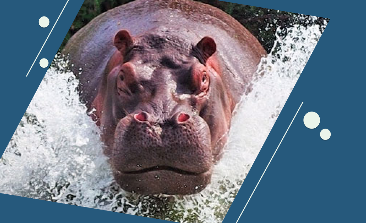 Бегемоты прорывают каналы