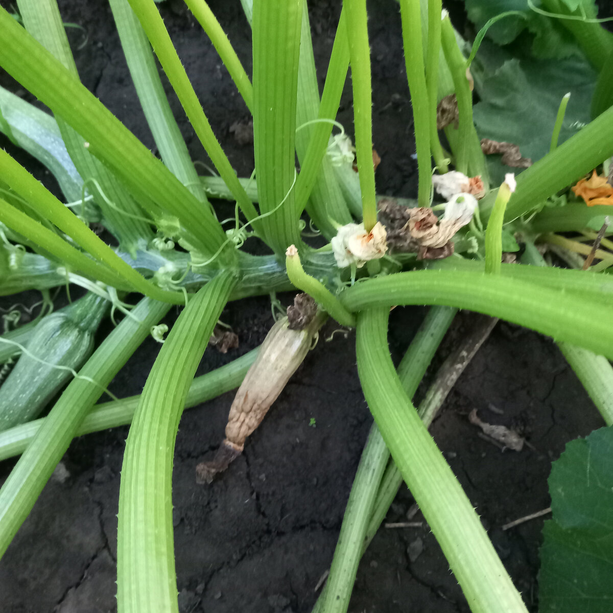 кабачок сморщился и загнил с кончика