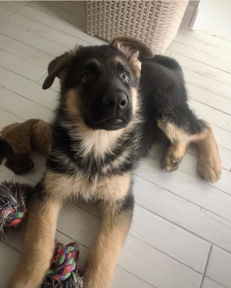 Левое ухо и в два месяца начало вставать раньше, чем правое :)