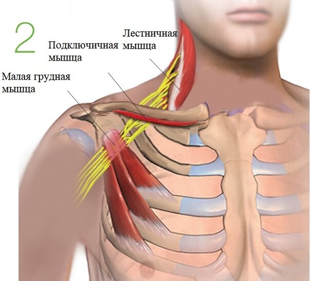 Проблемы со здоровьем вызванные большим размером груди