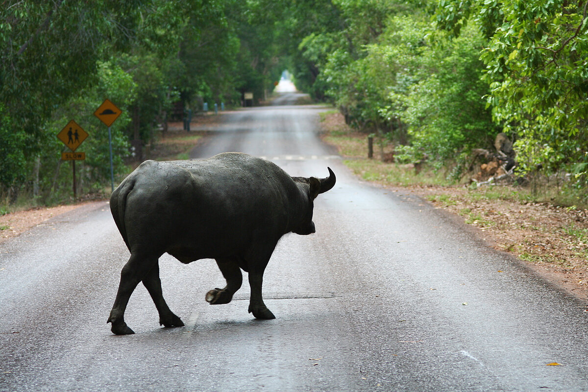 Азиатский буйвол: 9 особенностей жизни одного из самых крупных быков  планеты | Приключения натуралиста | Дзен
