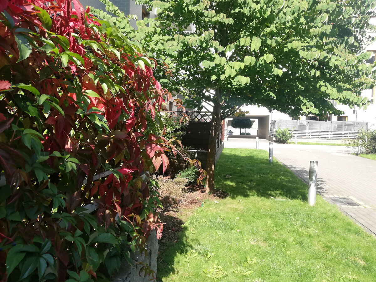 Этот вариант эмиграции подойдет для тех, кто не хочет менять работу