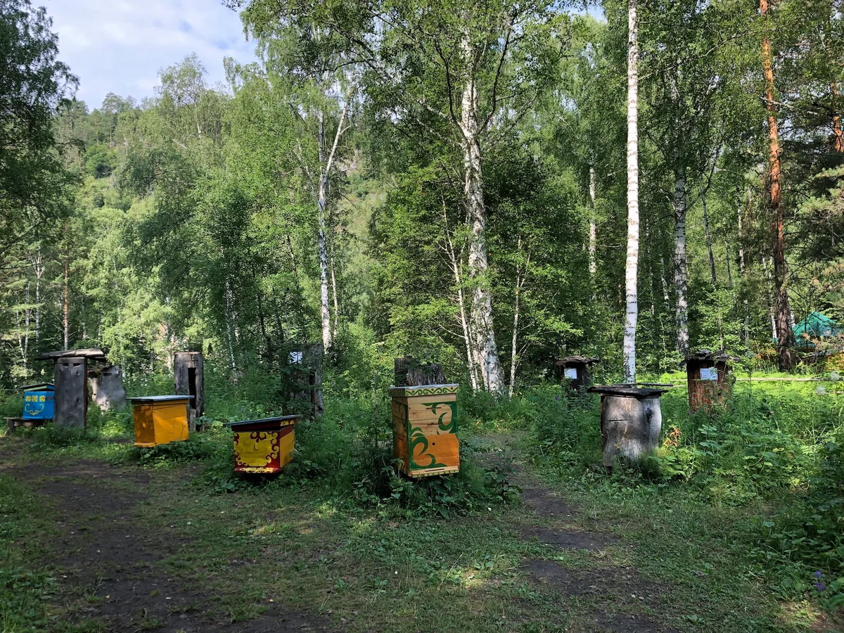 фото пасеки в лесу