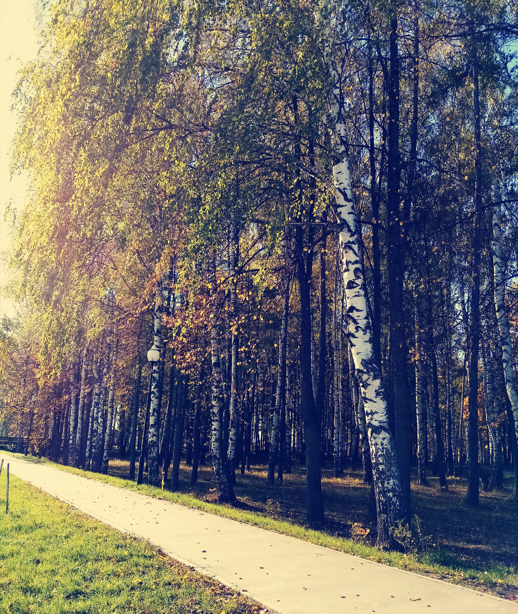 Золотая осень в нашем городе. Фото автора