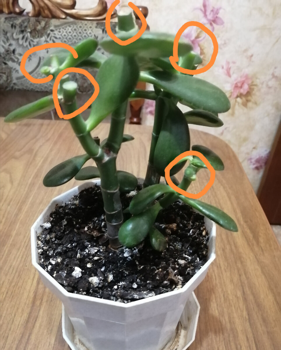 Толстянка после осенней обрезки. 