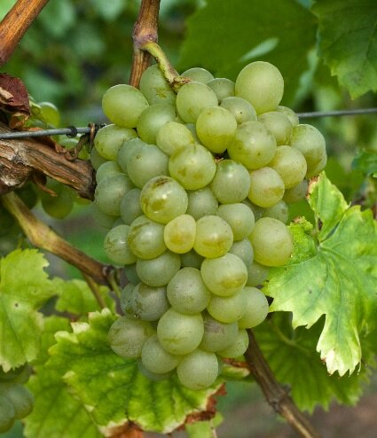 Виноград Hecker